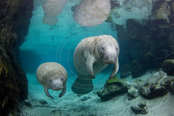 Manatees-2322