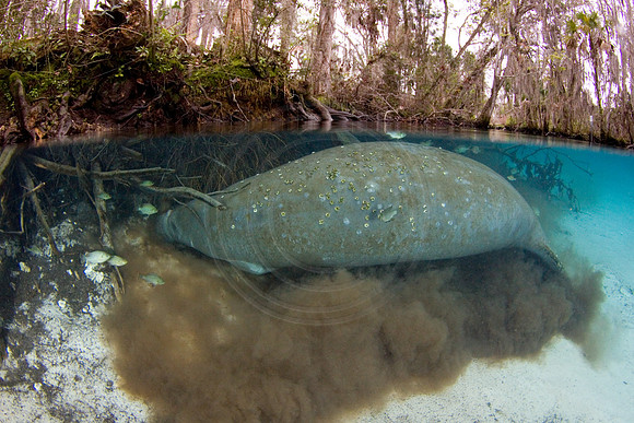 Manatees-1485