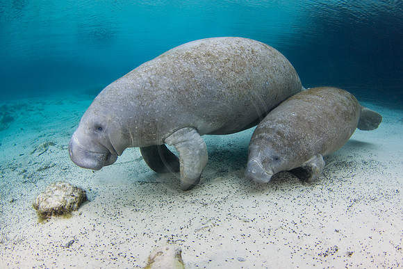 Manatees-1672
