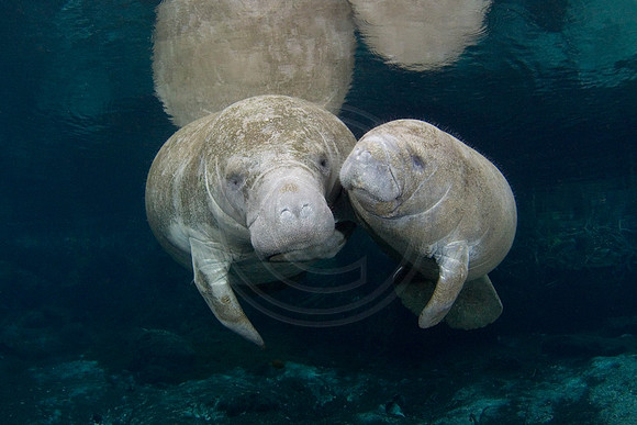 Manatees-1627