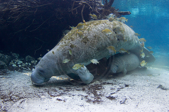 Manatees-1612