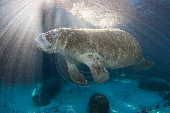 Manatees-2486