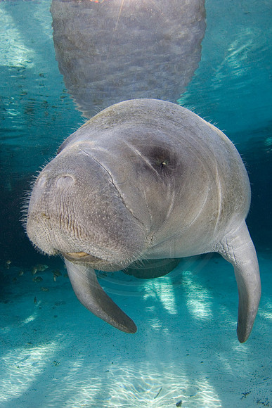 Manatees-2111