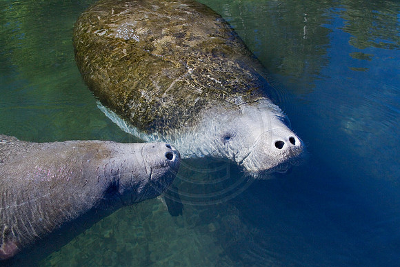 Manatees-3350