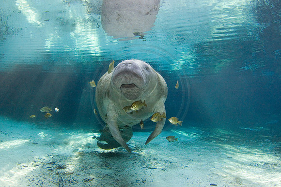 Manatees-2552