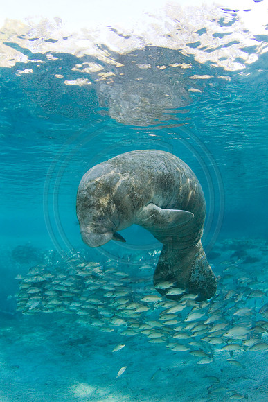 Manatees-3432