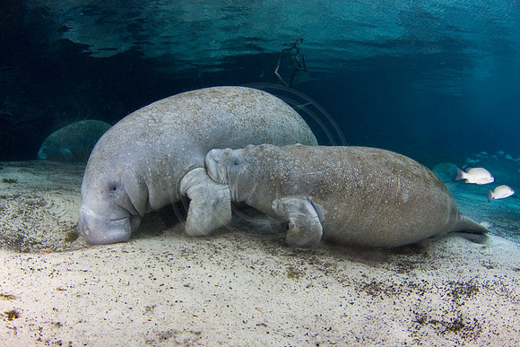 Manatees-1677