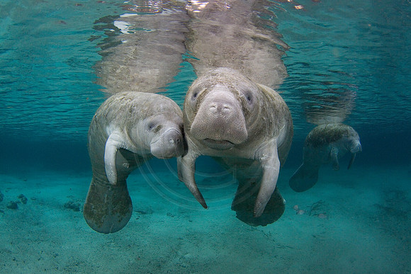 Manatees-2327