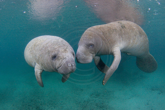 Manatees-3324