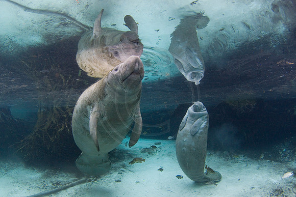 Manatees-2315