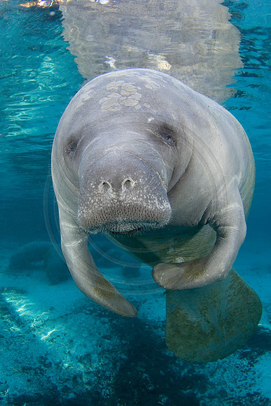 Manatees-1313