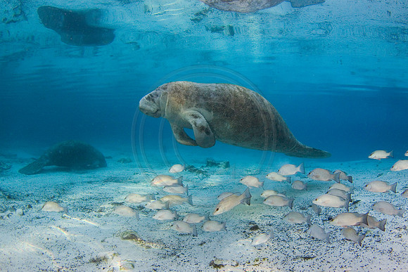 Manatees-2566