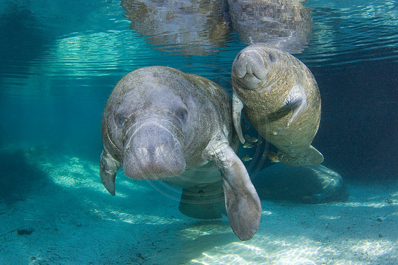 Manatees-1692