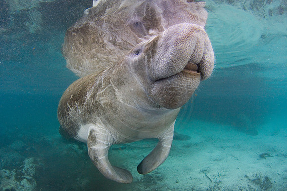 Manatees-2456