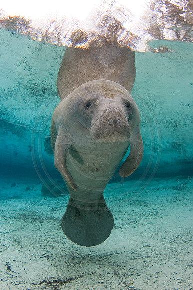 Manatees-0993