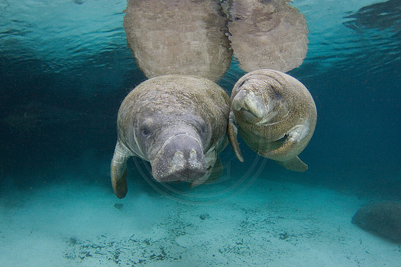 Manatees-2336
