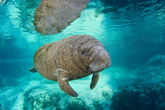 Manatees-2119