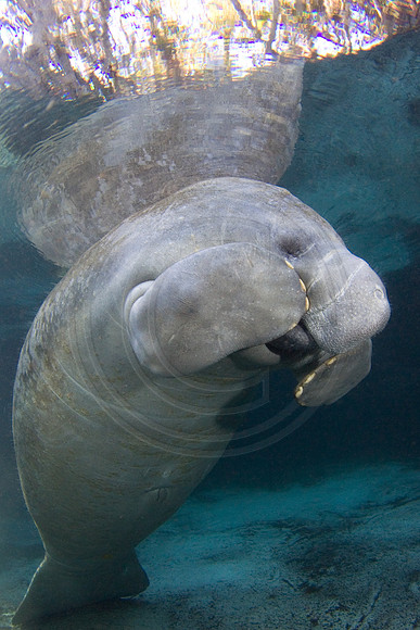 Manatees-2510