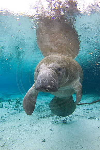 Manatees-2068