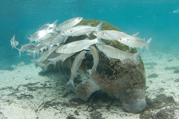 Manatees-1149
