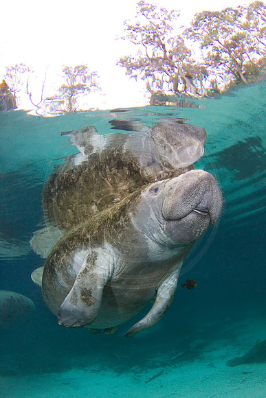 Manatees-2520