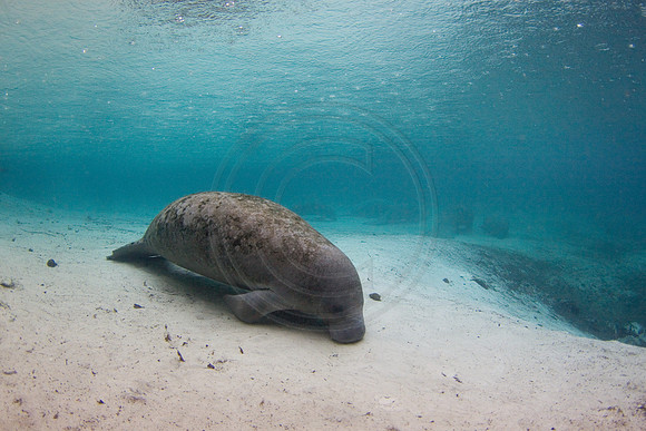Manatees-2934