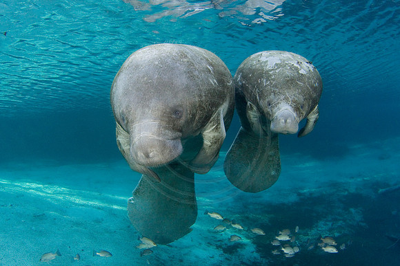 Manatees-1731