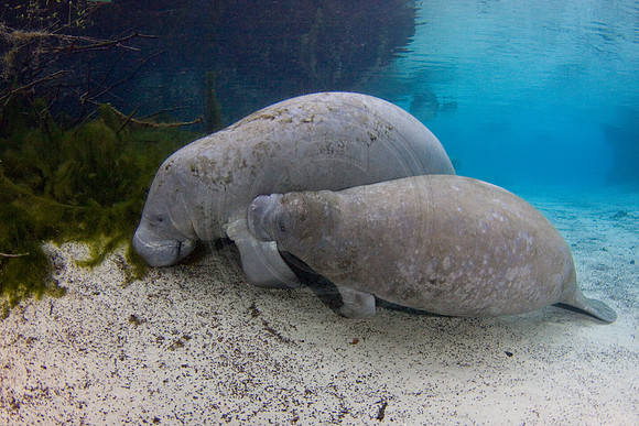 Manatees-2337