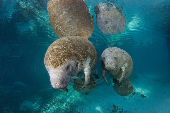 Manatees-2853