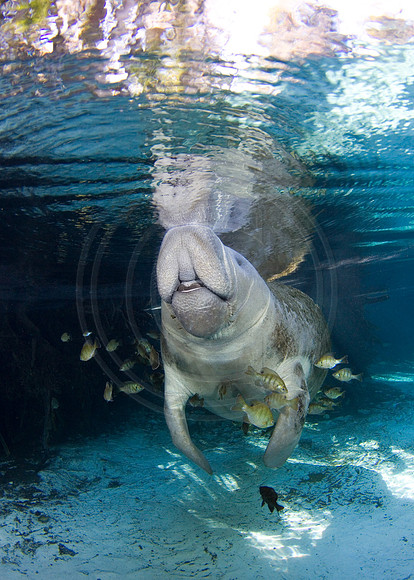 Manatees-2557