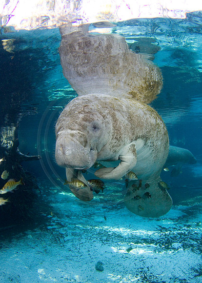 Manatees-2562