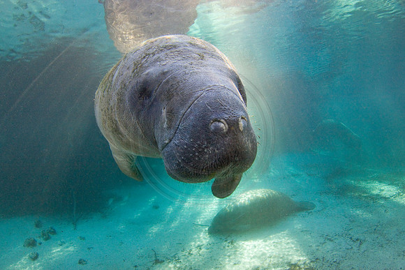 Manatees-2439