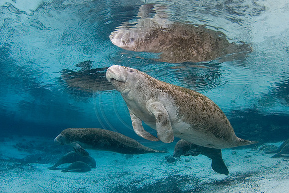 Manatees-1097