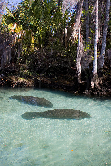 Manatees-1737