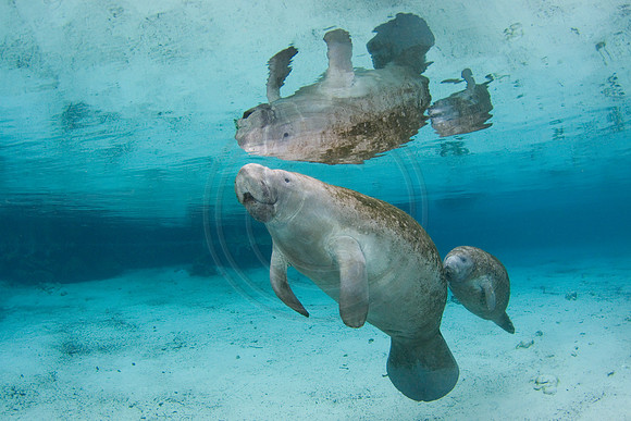 Manatees-2317