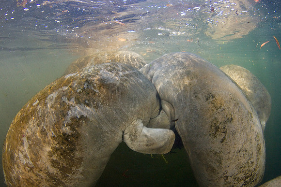 Manatees-3115