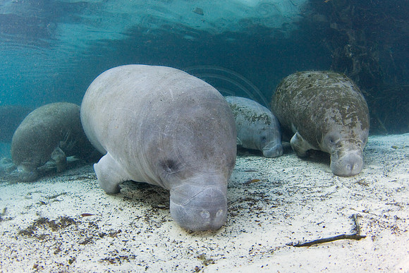 Manatees-1750