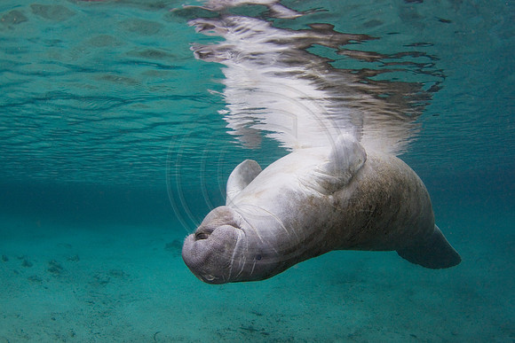 Manatees-2380