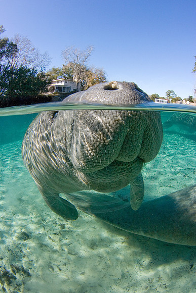 Manatees-0578