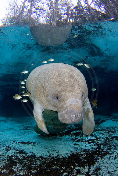 Manatees-1279