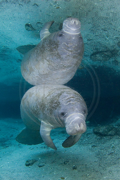 Manatees-2477