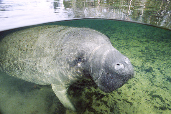Manatees-0072