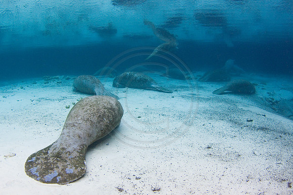 Manatees-2944