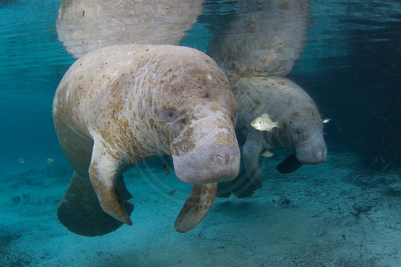 Manatees-1320
