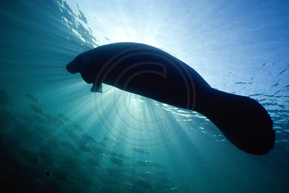 Manatees-0059