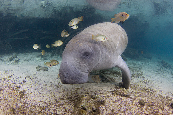 Manatees-1308