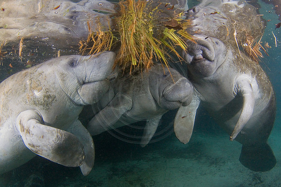 Manatees-1901