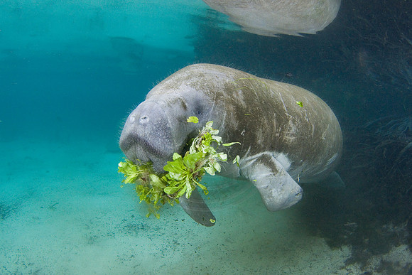 Manatees-1892