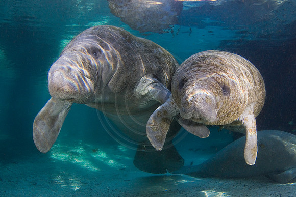 Manatees-1690