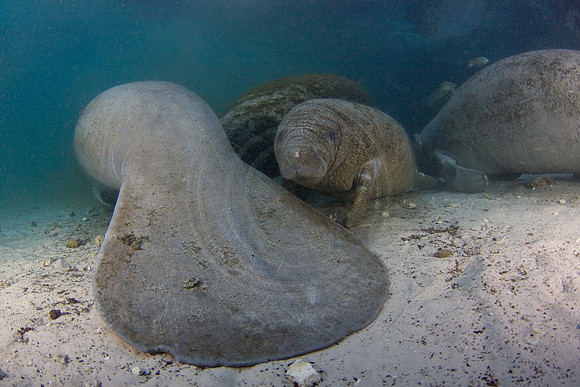 Manatees-1426